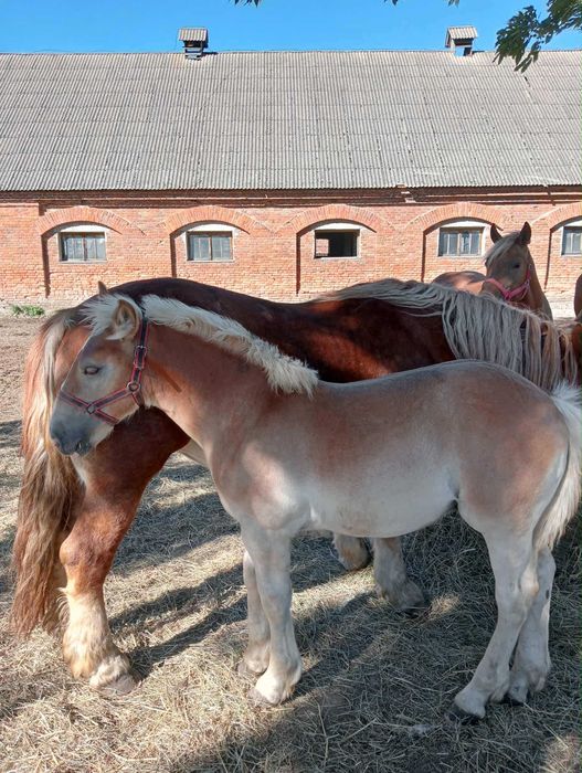 Ogier Sokólski-zimnokrwisty