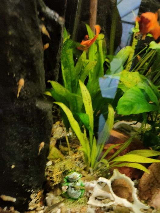 Glonojady -  od 1,5 do 8 cm