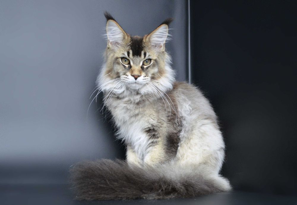 Мейн кун . Мальчик Макс 4 мес.