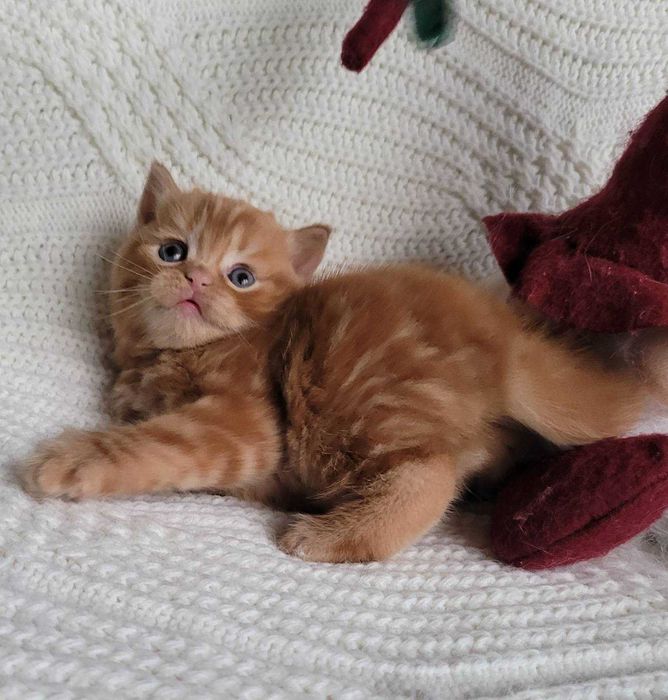 Плюшик та симпатяга! Милий хлопчик-кошеня в насичено-червоному мармурі