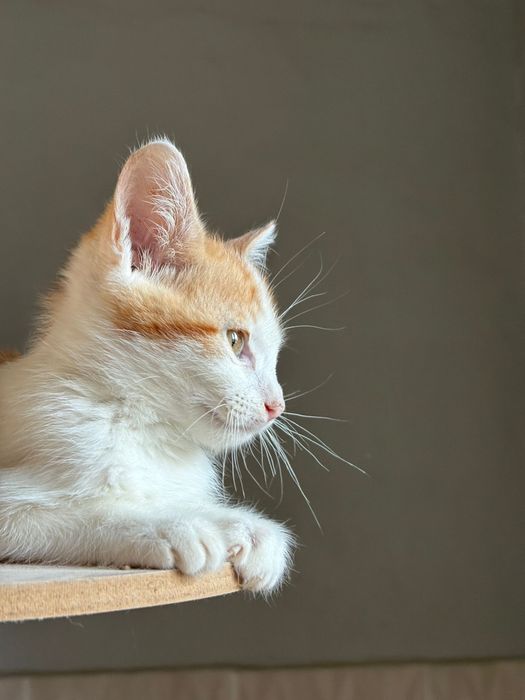 Gatinho para adocao