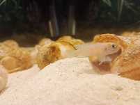 Neolamprologus brevis kigoma ( Muszlowiec SAMICA )