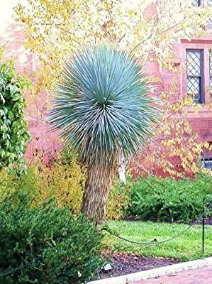 Impressionantes Yucca rostrata azuis ou iucas de bico