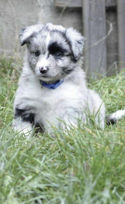 Miniaturowy Owczarek Amerykański- suczka blue merle