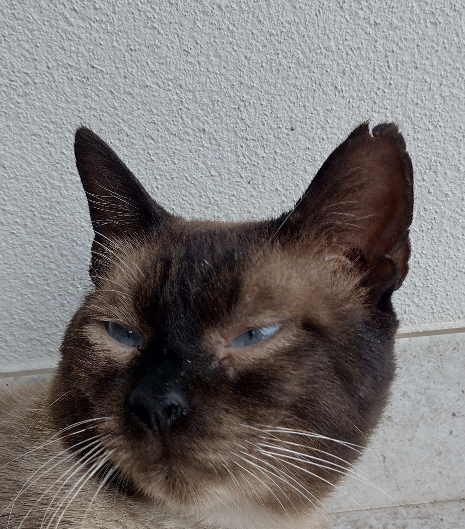 Gato para adoção