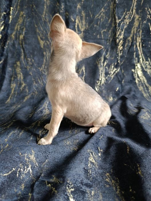 Suczka krótkowłosa chihuahua