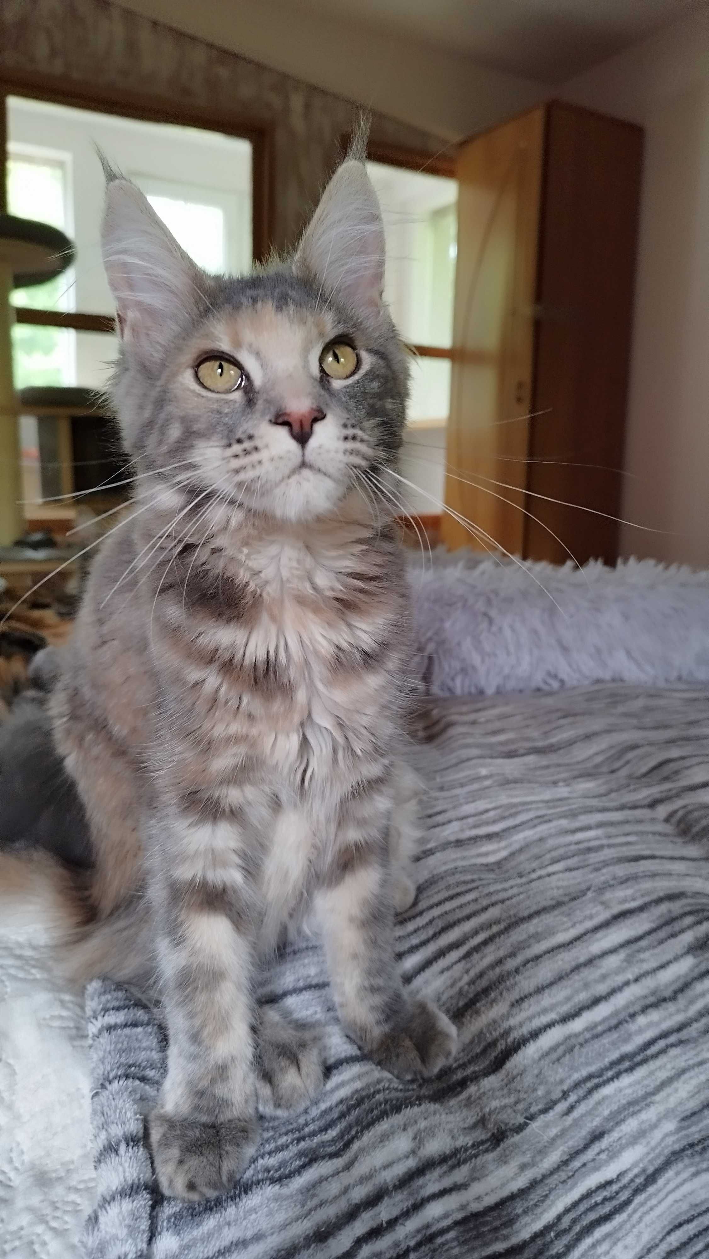Koteczka Zoja Maine coon