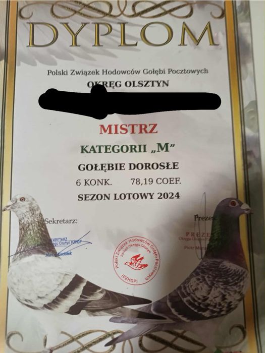 Gołębie lotowe dorosłe