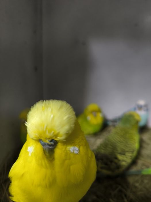 Periquitos Hagoromos, asa negras etc.