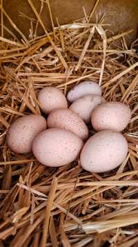Инкубационные яйца индюшек