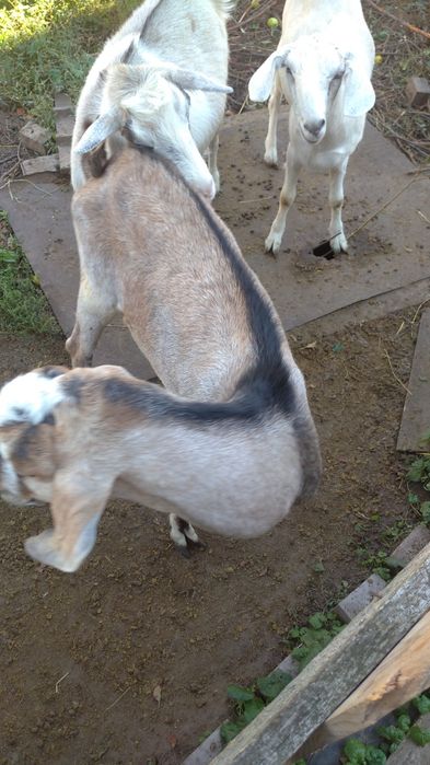 Козел для покриття кізочок. 400 грн. Тарасівка Київська обл