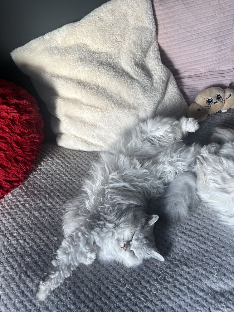 Koteczka selkirk rex