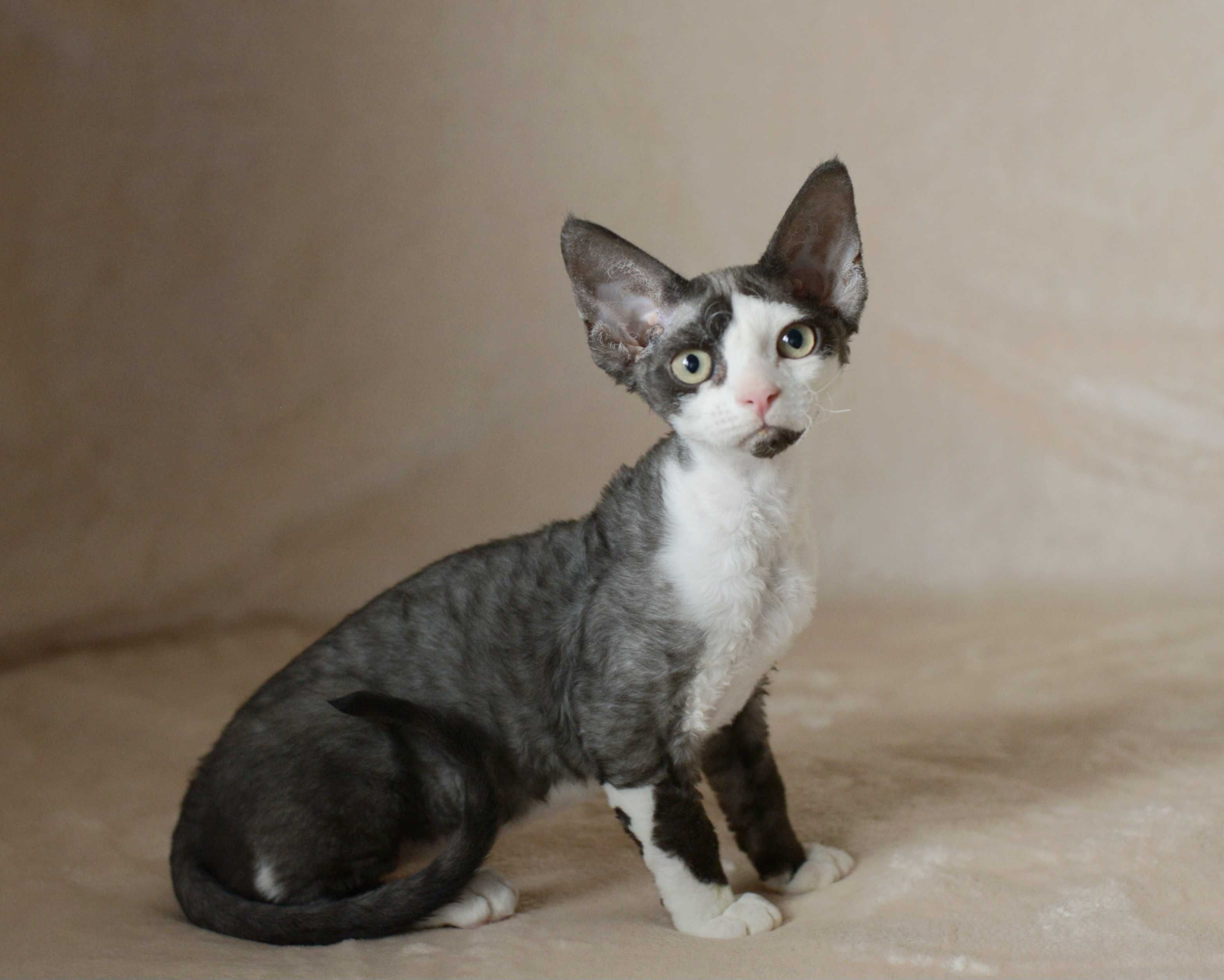 Chłopiec Devon Rex czarny z bielą