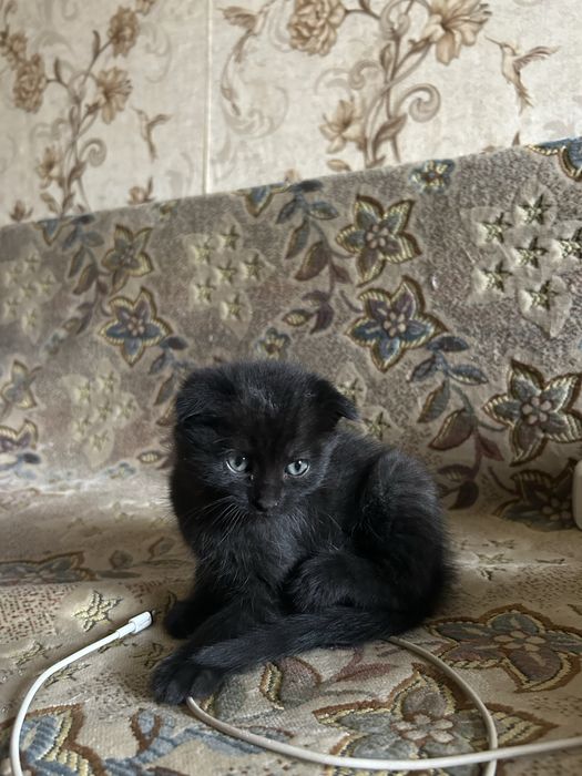 Кошенята безкоштовно