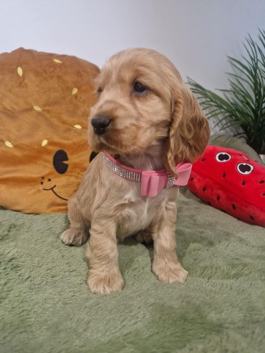 Suczka cocker spaniel