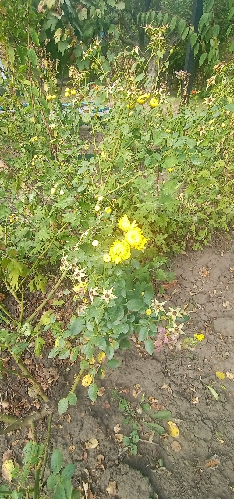 Хризантемы, желтые