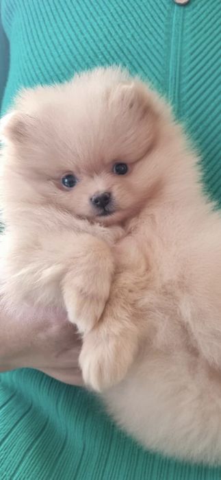 Szpic miniaturowy Pomeranian