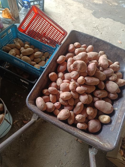 Vendo Batata Bio - criação propria