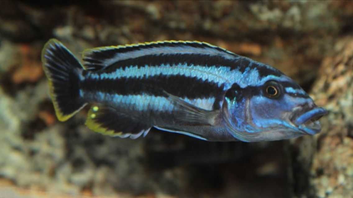 GB MALAWI Pyszczak Melanochromis kaskazini F-2 - dowóz ryb!