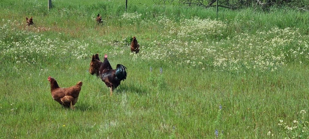 ovos galados rhode island red