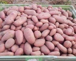 Sacos de 20kg Batata Vermelha