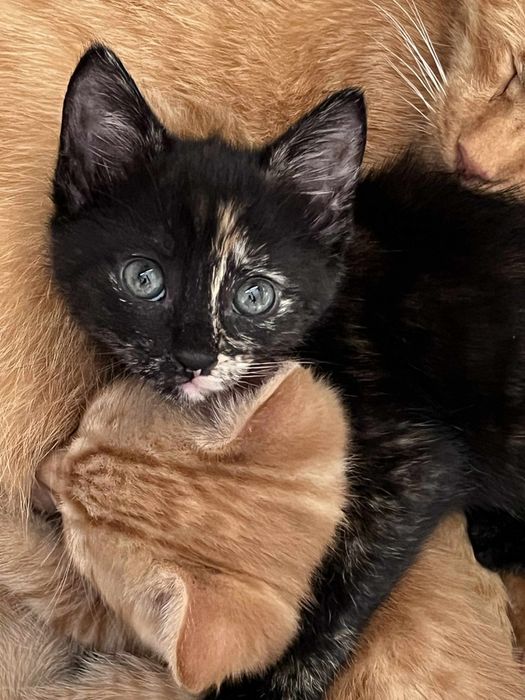 Oddam koteczke i kotka w dobre ręce,  najlepiej razem