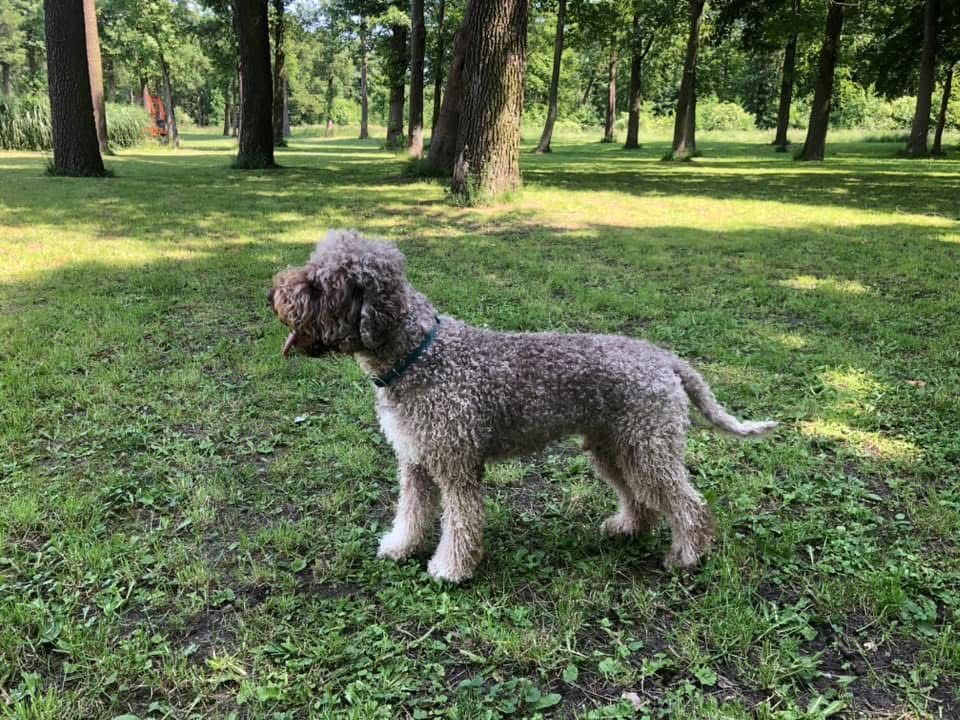 Lagotto Romagnolo Zkwp szczenię- piesek