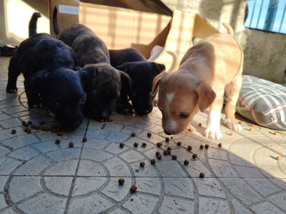 Dou cachorros porte pequeno