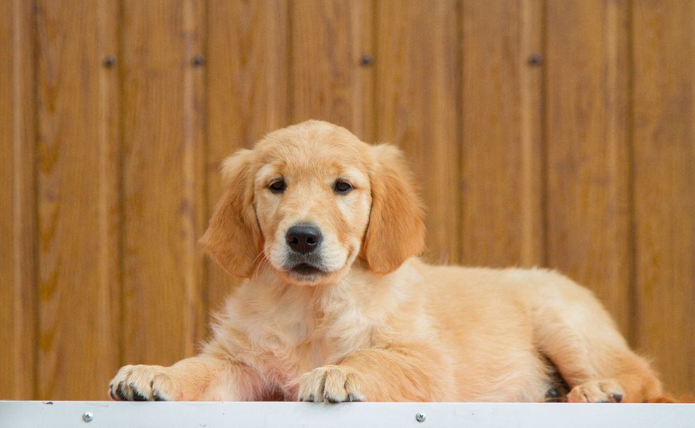 Цуценята золотистого ретривера