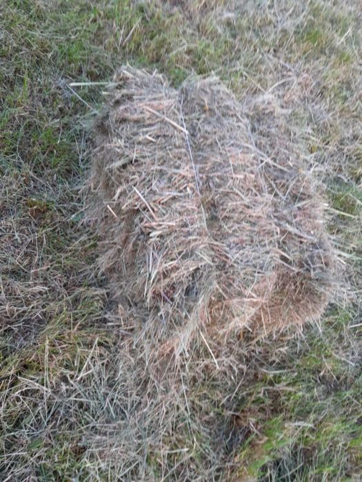 Sprzedam siano w kostkach – 7.50 zł/sztuka