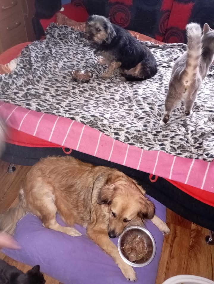 Zwierzaki polecają się do adopcji