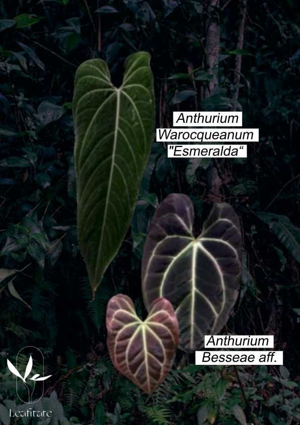 Vendo  Anthurium Papi xone x Red spider