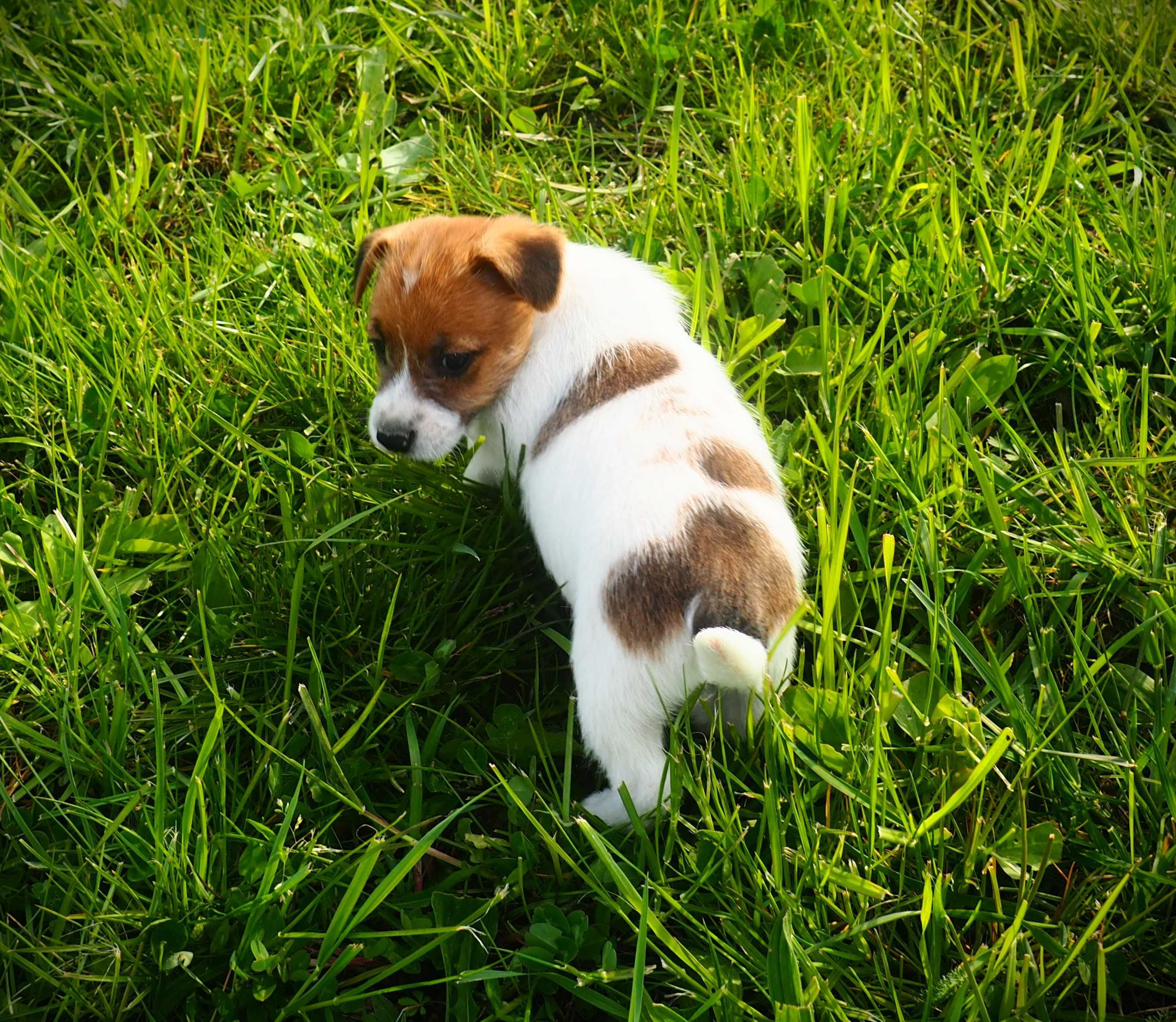 Jack Russell Terrier piesek biało- brązowy sierść złamana DANTE