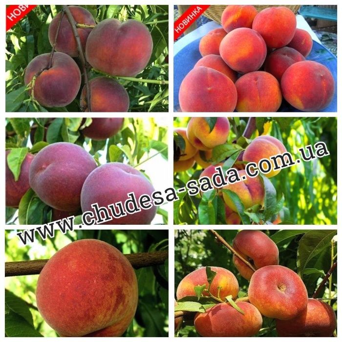 Крупноплодные саженцы персика, нектарина, абрикоса, киви опт и розница