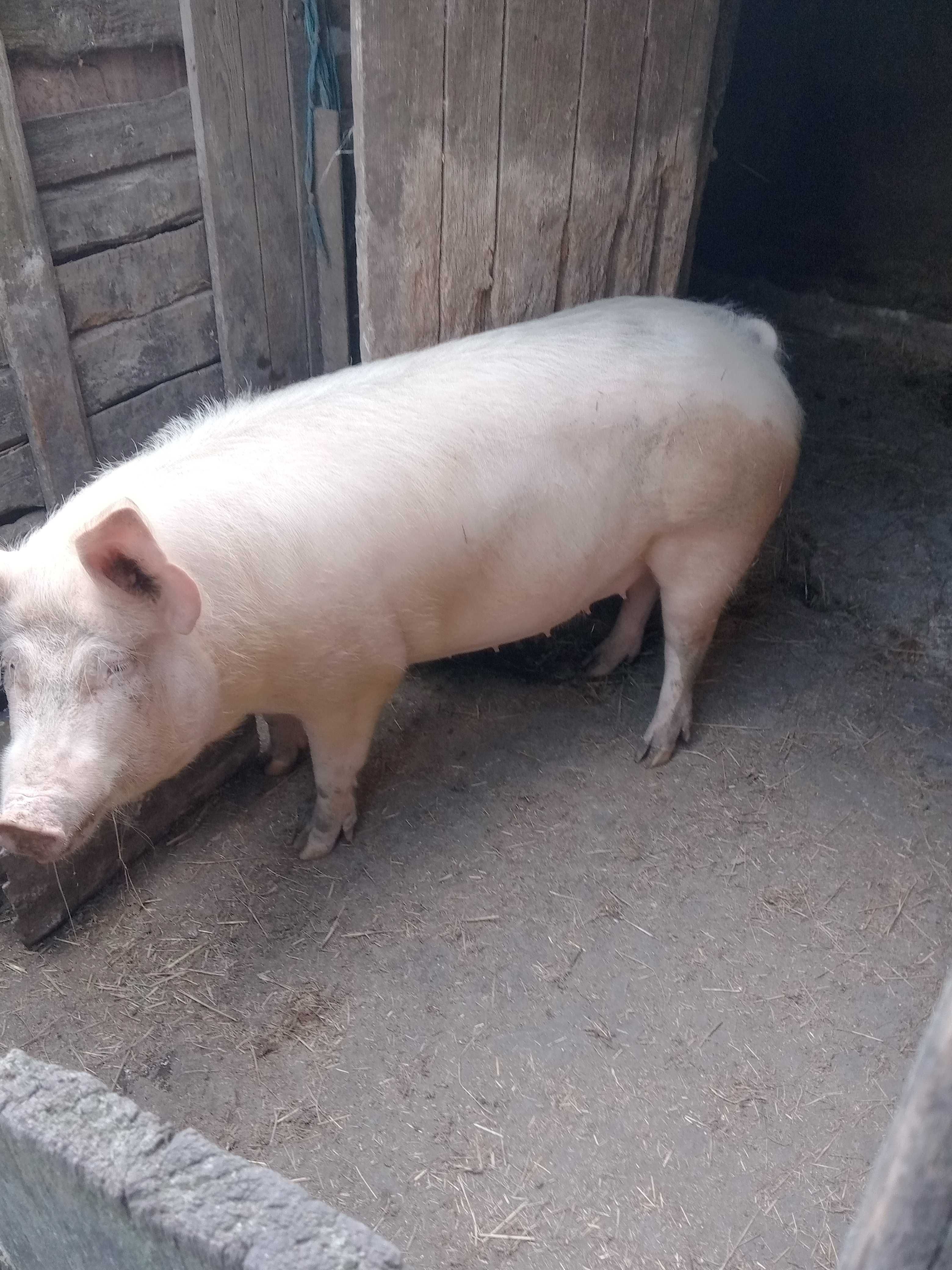 Продам свиней м'ясних порід