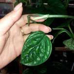 Philodendron Opacum (Monstera Karstenianum)