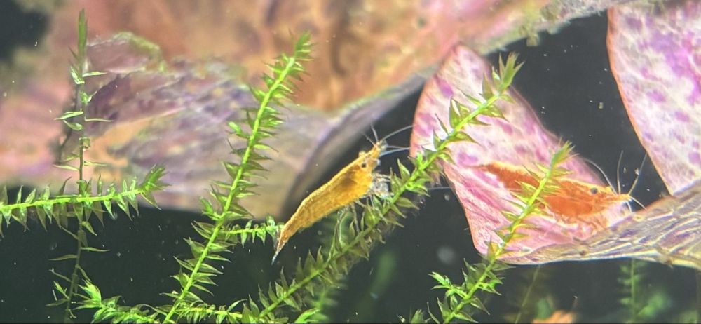 Krewetki Neocaridina Orange