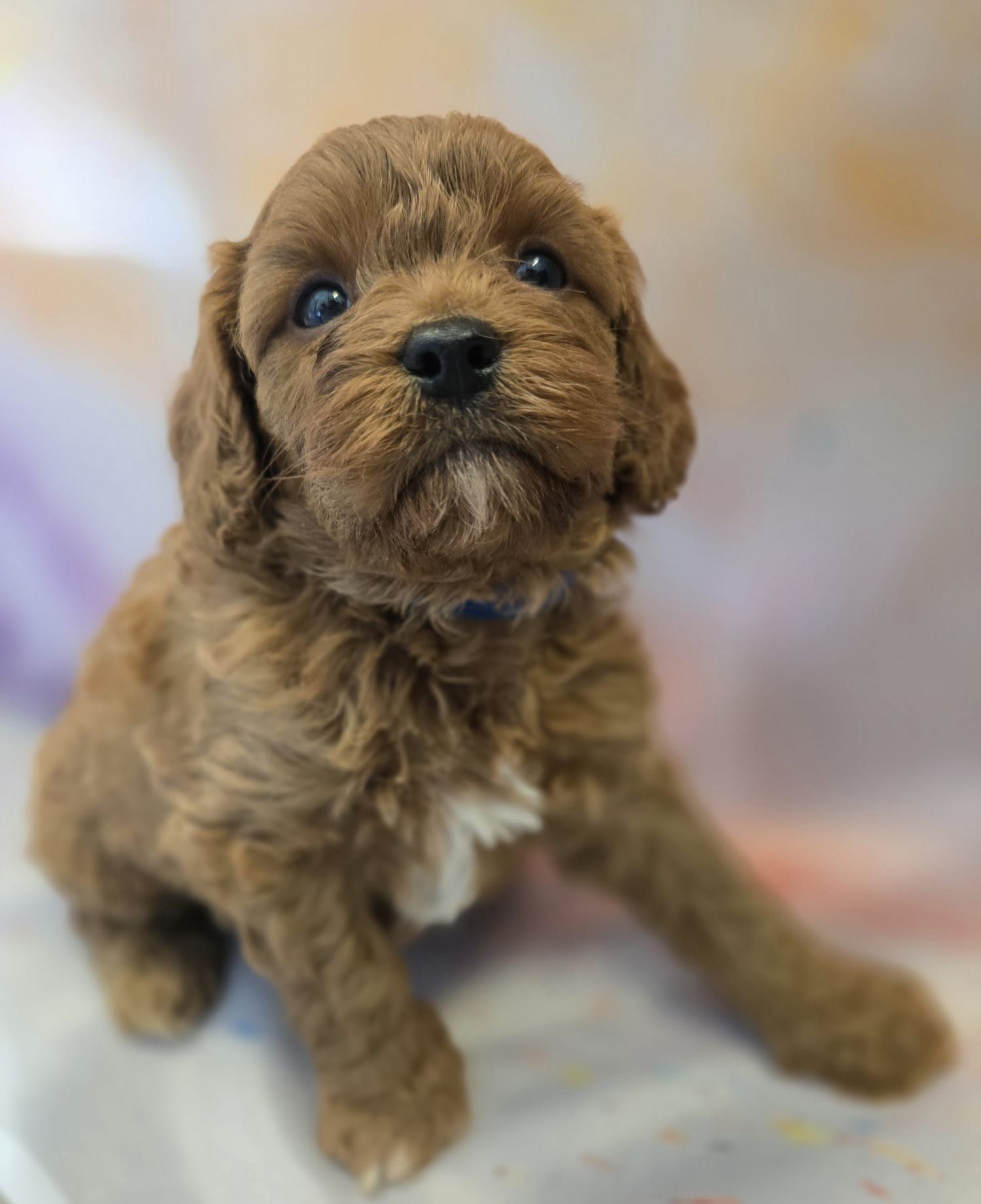 Cavapoo chłopiec cackapoo /maltipoo
