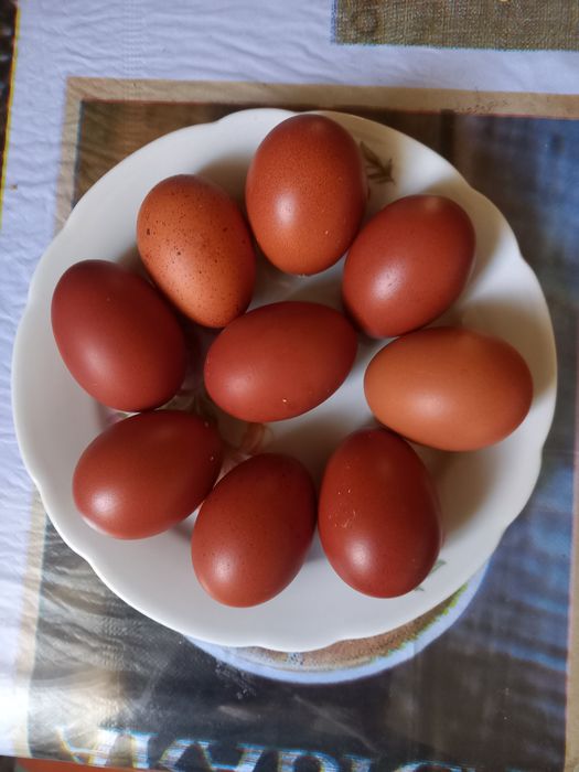 Яйця чорно медний маран