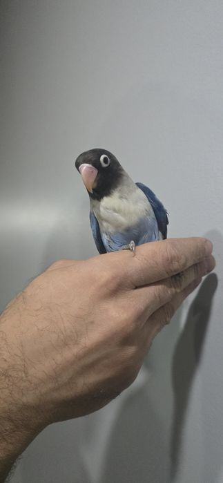 Agaponis domésticados