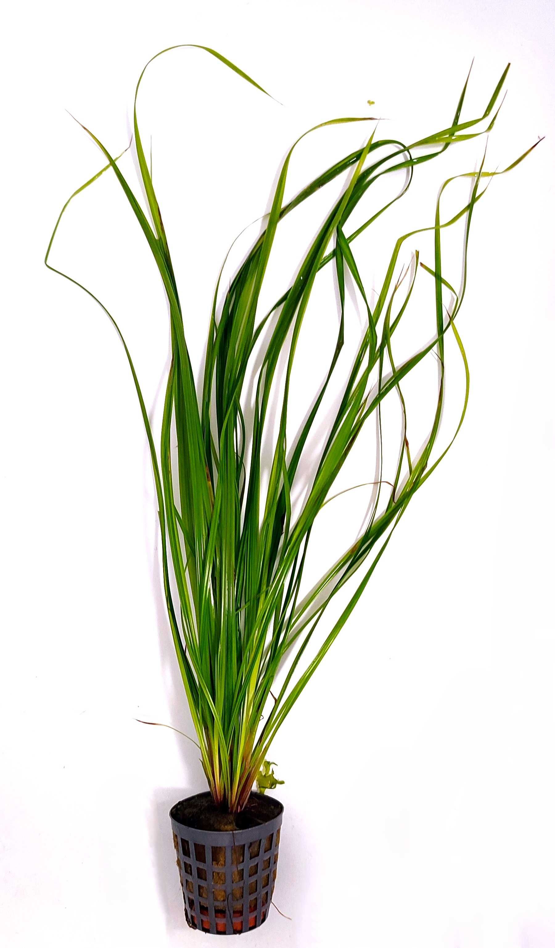 Cyperus Helferi Koszyk Ozdoba Akwarium Krewetkarium Rośliny Wysoka