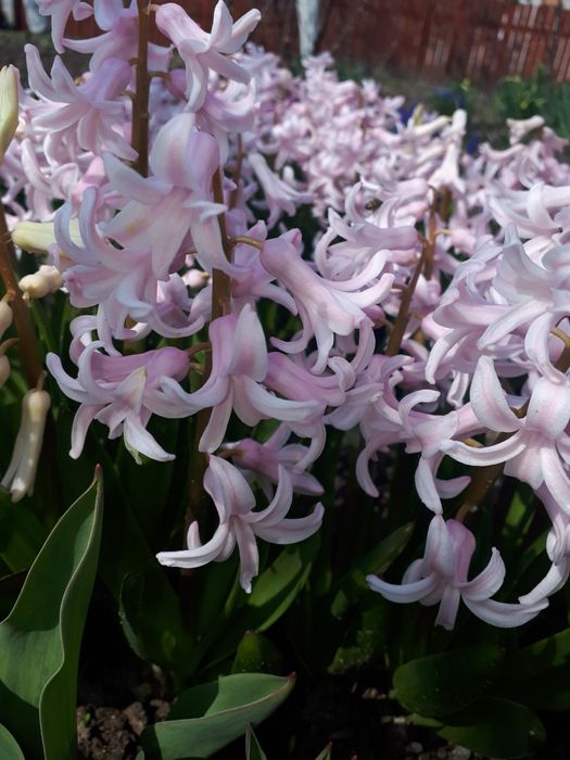 Гиацинт гіацинт цибульки