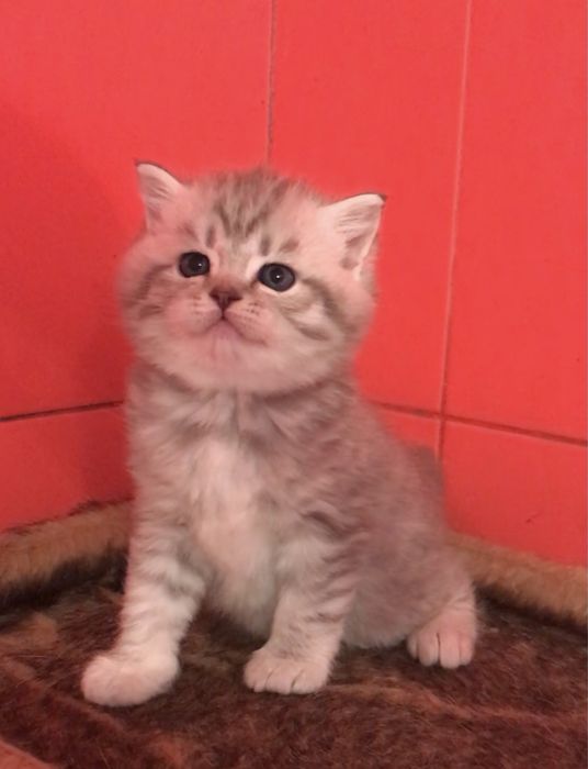 Щотландський хлопчик і дівчинка