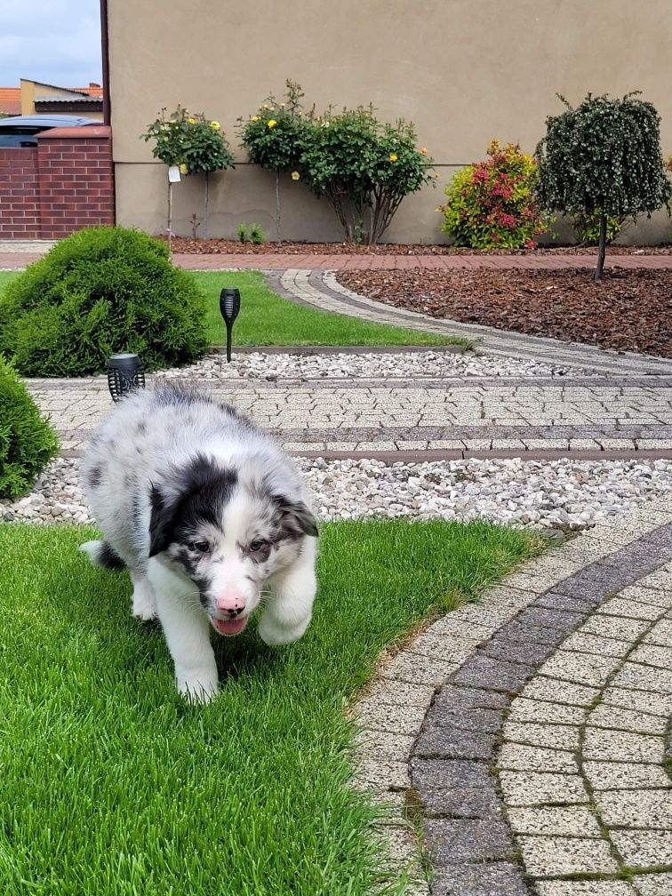 Śliczny piesek Border Collie