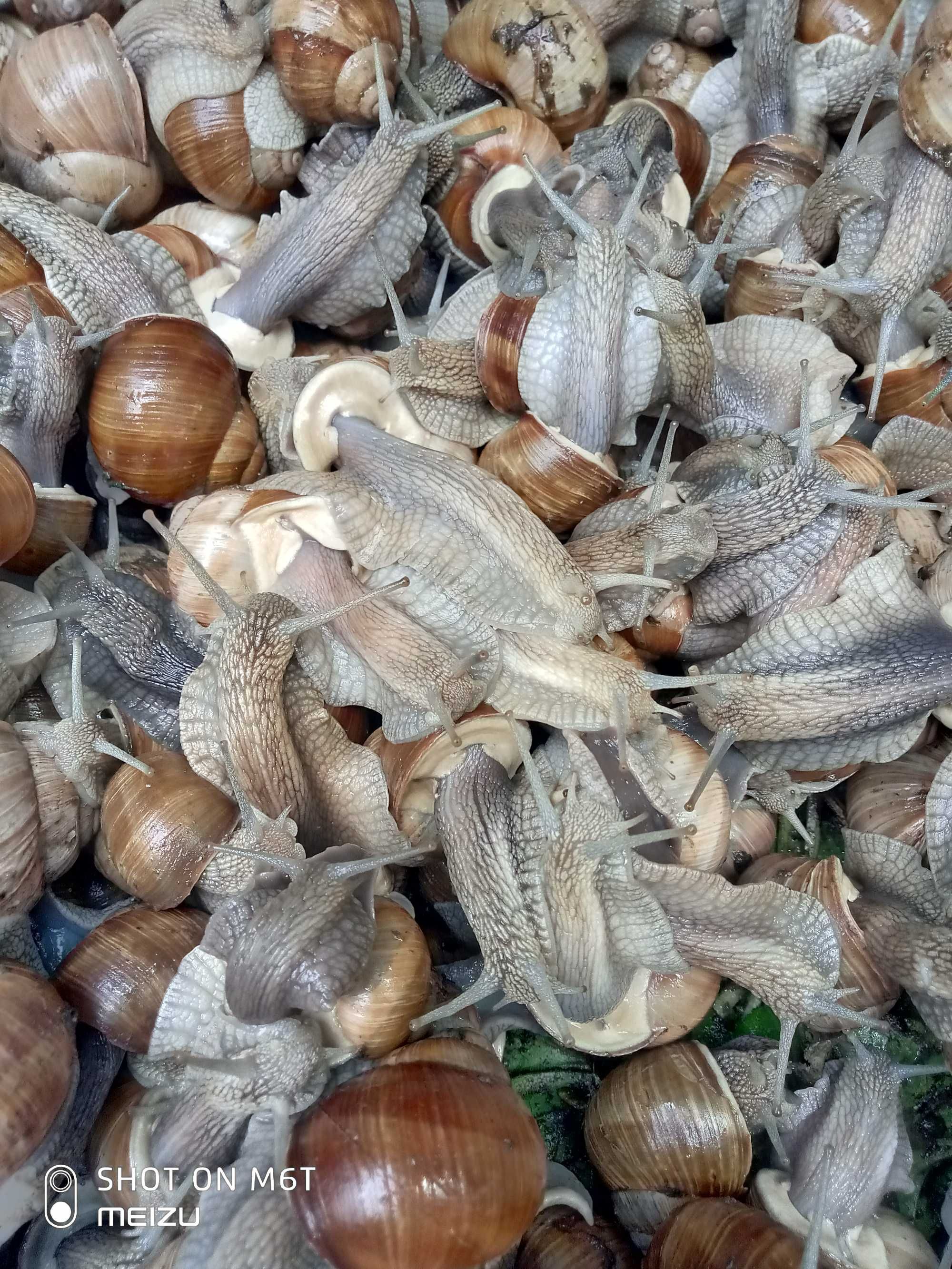 Равлик виноградний (Helix Pomatia) живий