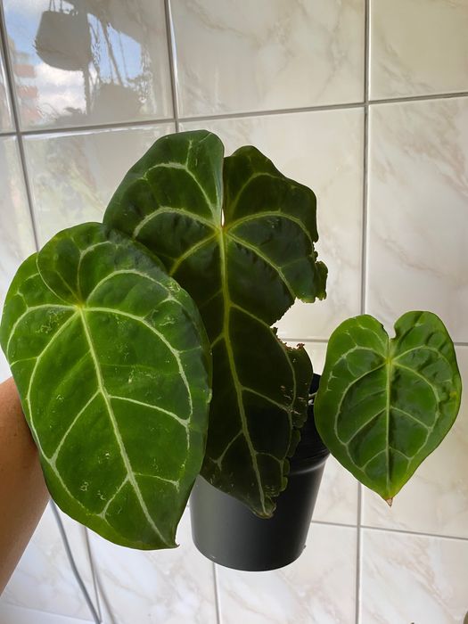 Anthurium hybryda