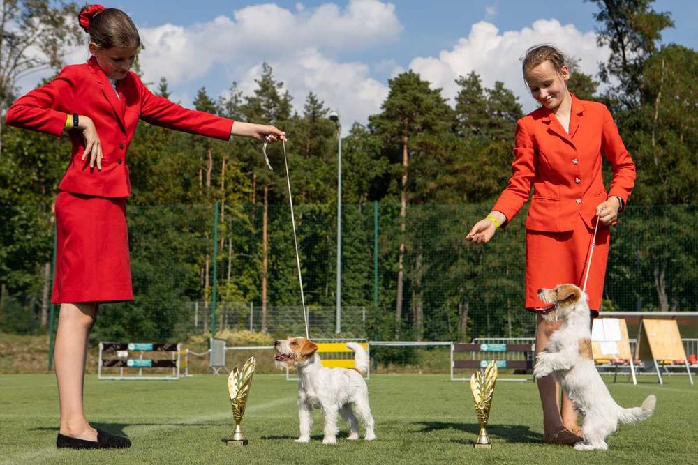 Jack Russell Terrier ZKwP FCI rezerwacja