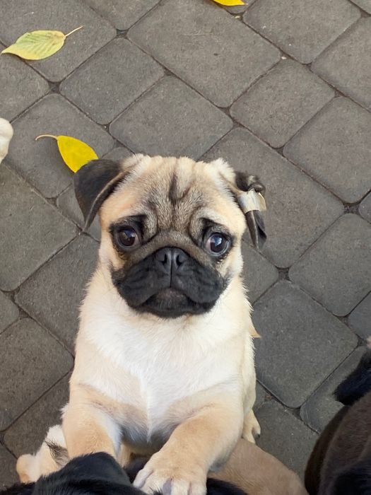 Момси мопси мопси