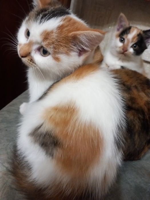 Безкоштовно котинята