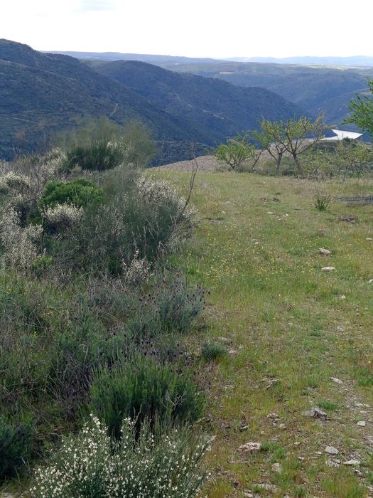 Terreno rústico em Moncorvo